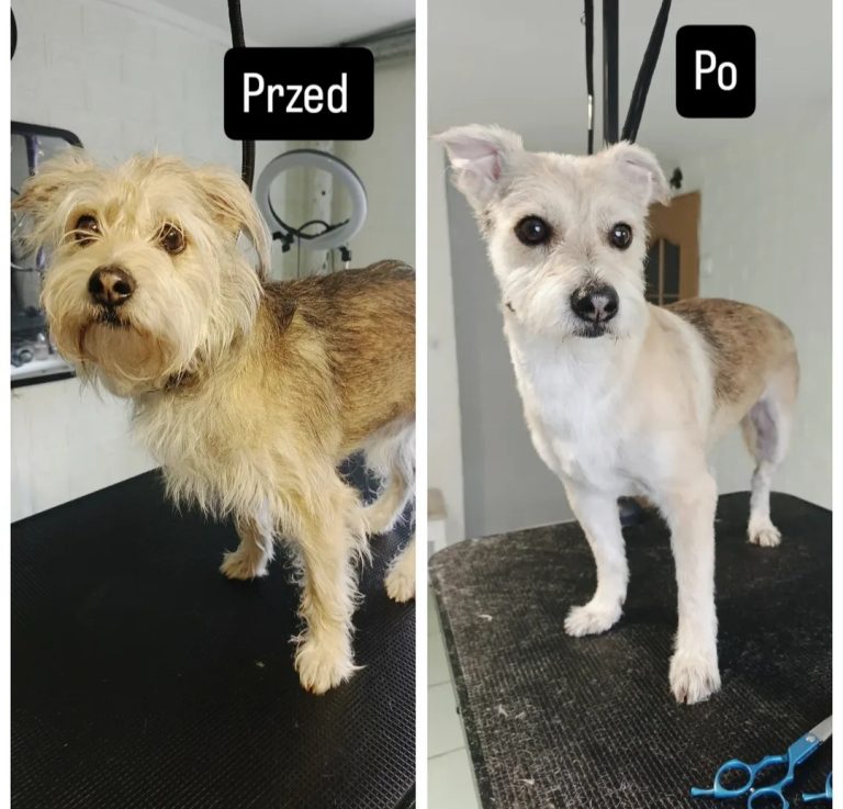 Salon Pod Złota Łapą - Groomer Kalisz Psi Fryzjer - zdjęcia przed i po (1)