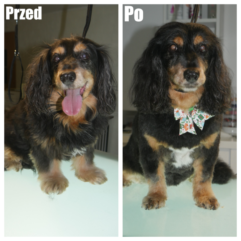 Salon Pod Złota Łapą - Groomer Kalisz Psi Fryzjer - zdjęcia przed i po (1)
