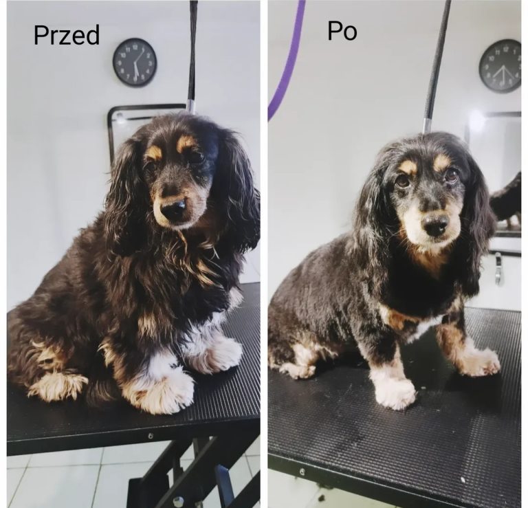 Salon Pod Złota Łapą - Groomer Kalisz Psi Fryzjer - zdjęcia przed i po (10)