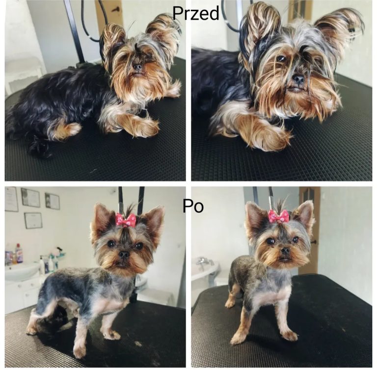 Salon Pod Złota Łapą - Groomer Kalisz Psi Fryzjer - zdjęcia przed i po (2)