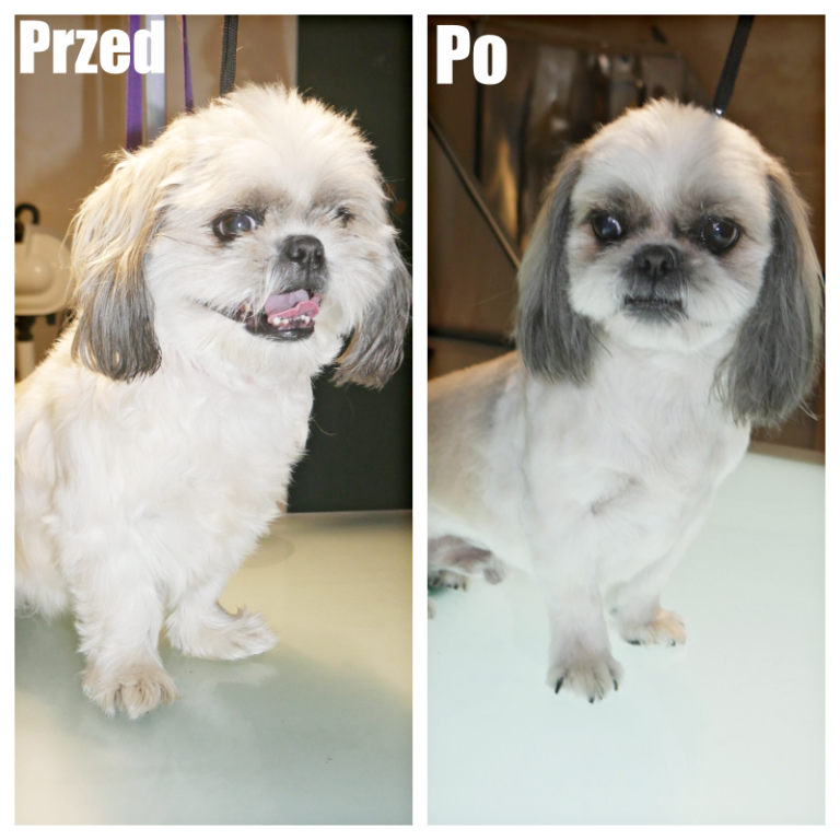 Salon Pod Złota Łapą - Groomer Kalisz Psi Fryzjer - zdjęcia przed i po (2)