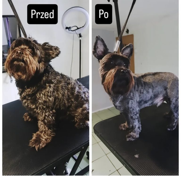 Salon Pod Złota Łapą - Groomer Kalisz Psi Fryzjer - zdjęcia przed i po (3)