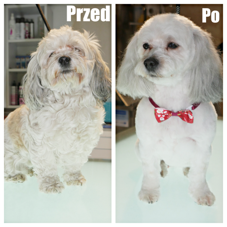 Salon Pod Złota Łapą - Groomer Kalisz Psi Fryzjer - zdjęcia przed i po (3)