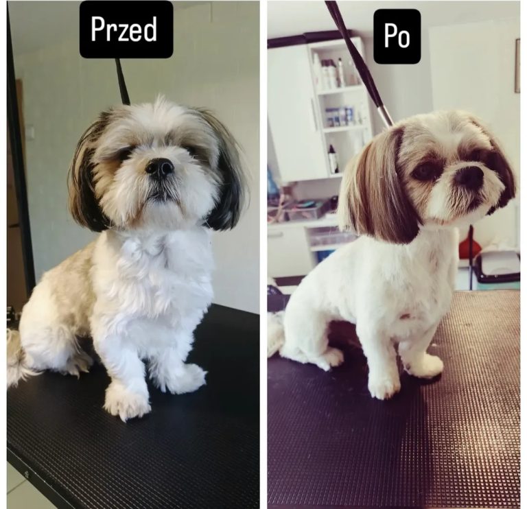Salon Pod Złota Łapą - Groomer Kalisz Psi Fryzjer - zdjęcia przed i po (4)