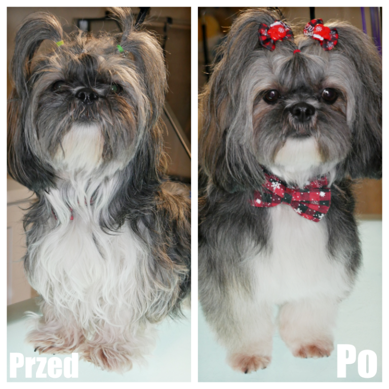 Salon Pod Złota Łapą - Groomer Kalisz Psi Fryzjer - zdjęcia przed i po (4)