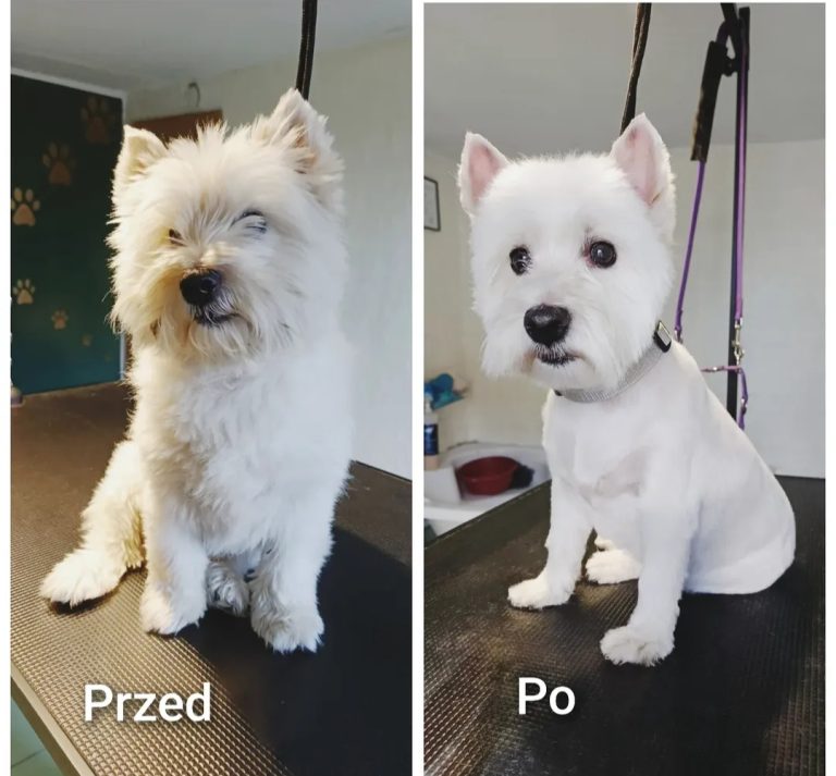 Salon Pod Złota Łapą - Groomer Kalisz Psi Fryzjer - zdjęcia przed i po (5)