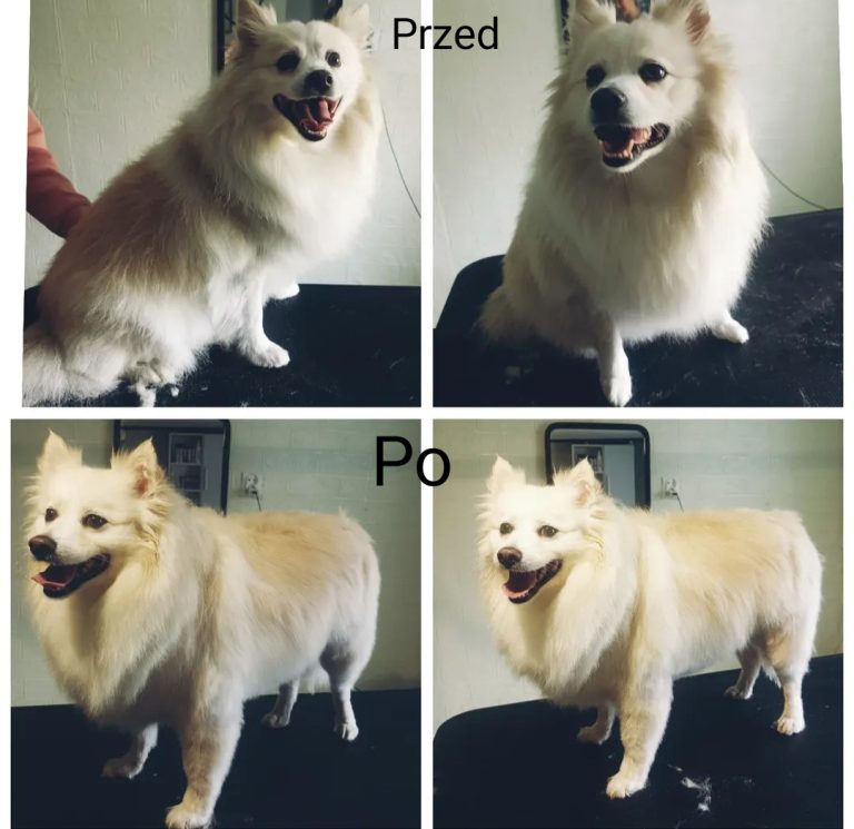 Salon Pod Złota Łapą - Groomer Kalisz Psi Fryzjer - zdjęcia przed i po (6)
