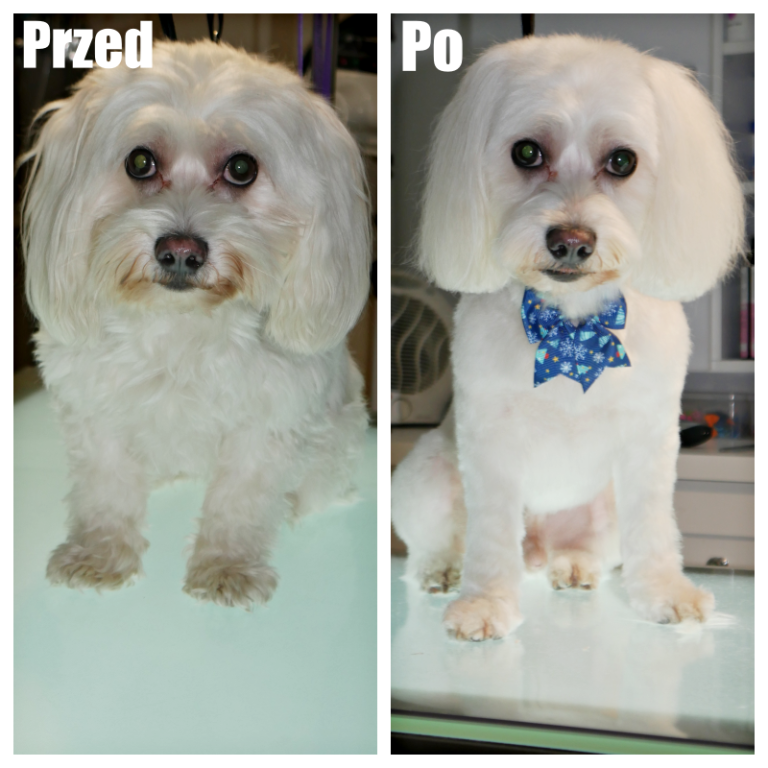 Salon Pod Złota Łapą - Groomer Kalisz Psi Fryzjer - zdjęcia przed i po (6)