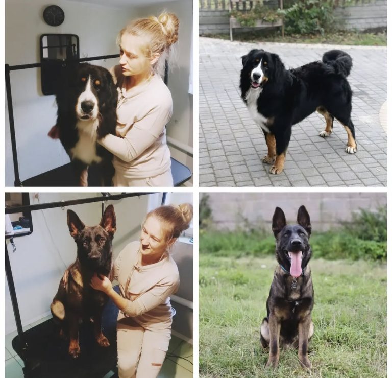 Salon Pod Złota Łapą - Groomer Kalisz Psi Fryzjer - zdjęcia przed i po (8)