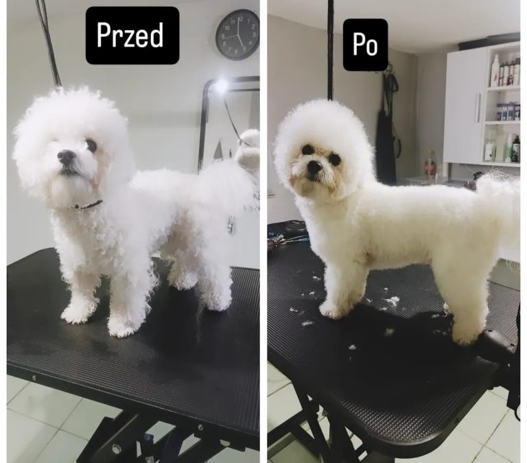 Salon Pod Złota Łapą - Groomer Kalisz Psi Fryzjer - zdjęcia przed i po (9)